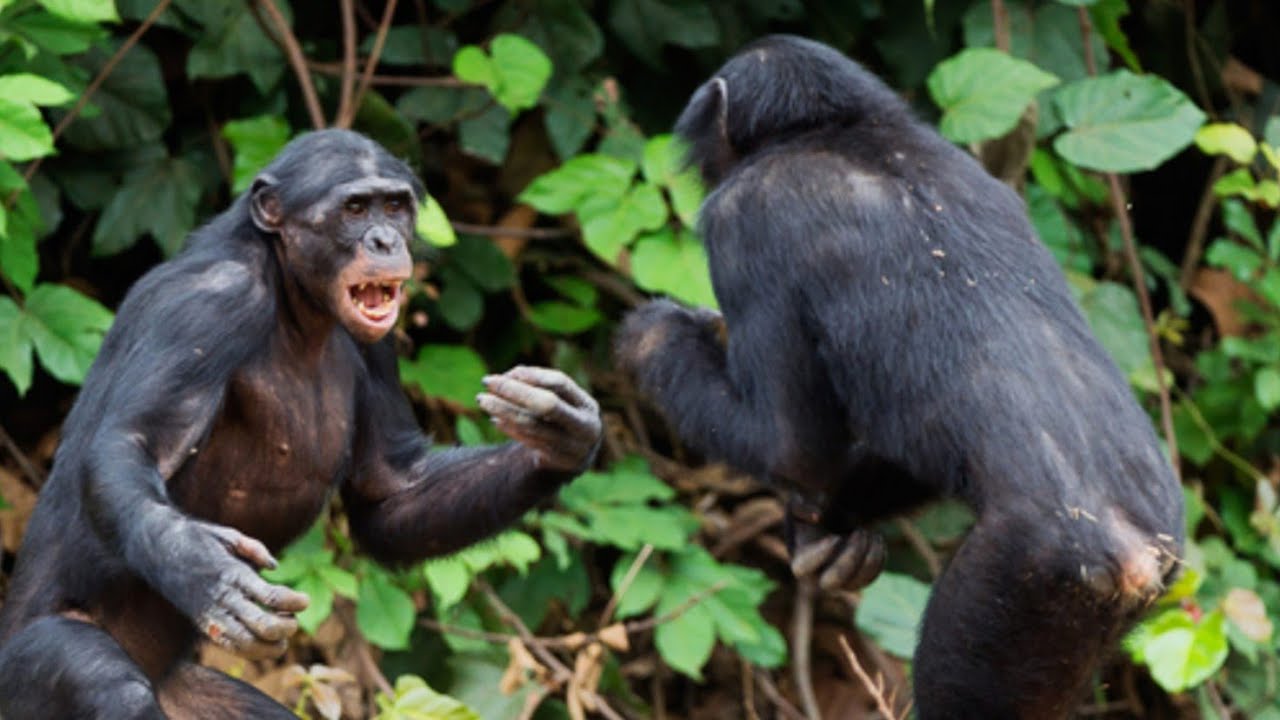 LE CHIMPANZ  VIOLANT  PAR NATURE DOCUMENTAIRE ANIMALIER