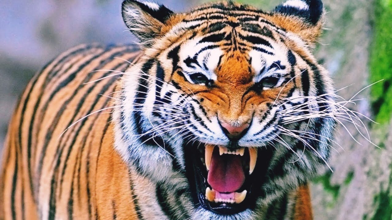 LE TIGRE - LES ATTAQUES DU FÉLIN INDIEN - DOCUMENTAIRE ANIMALIERS