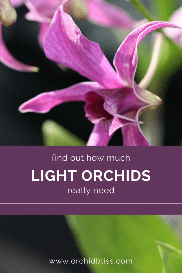 Est-ce que l'orchidée a besoin de soleil ?