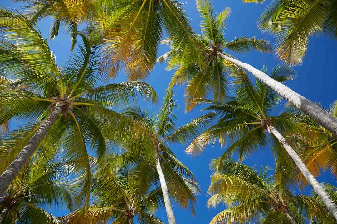 Quelle est la meilleure saison pour aller en Guadeloupe ?